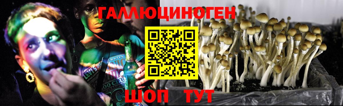 Псилоцибиновые грибы Psilocybine cubensis  Вход с VPN  Абинск 